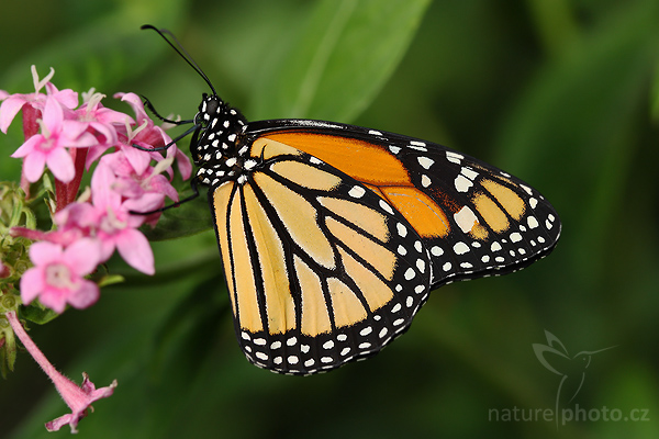 Danaus stěhovavý (Danaus plexippus)